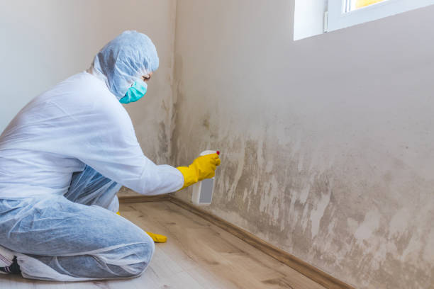 Licensed Basement Mold Remediation service in Nutley, NJ - Cheap Mold Removal
