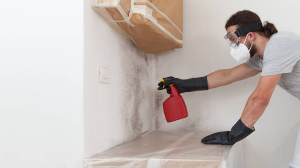 Professional Basement Mold Remediation technician working in Nutley, NJ