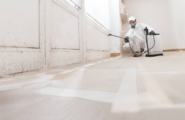 24/7 Emergency Basement Mold Remediation experts in Nutley, NJ
