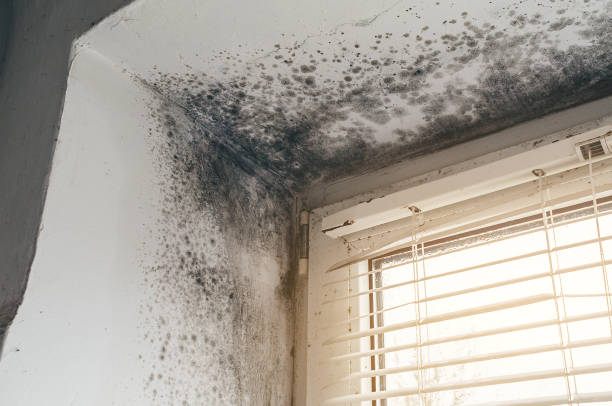 Trusted Commercial Mold Remediation service in Nutley, NJ - Cheap Mold Removal