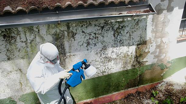 Trusted Mold Inspection service in Nutley, NJ - Cheap Mold Removal